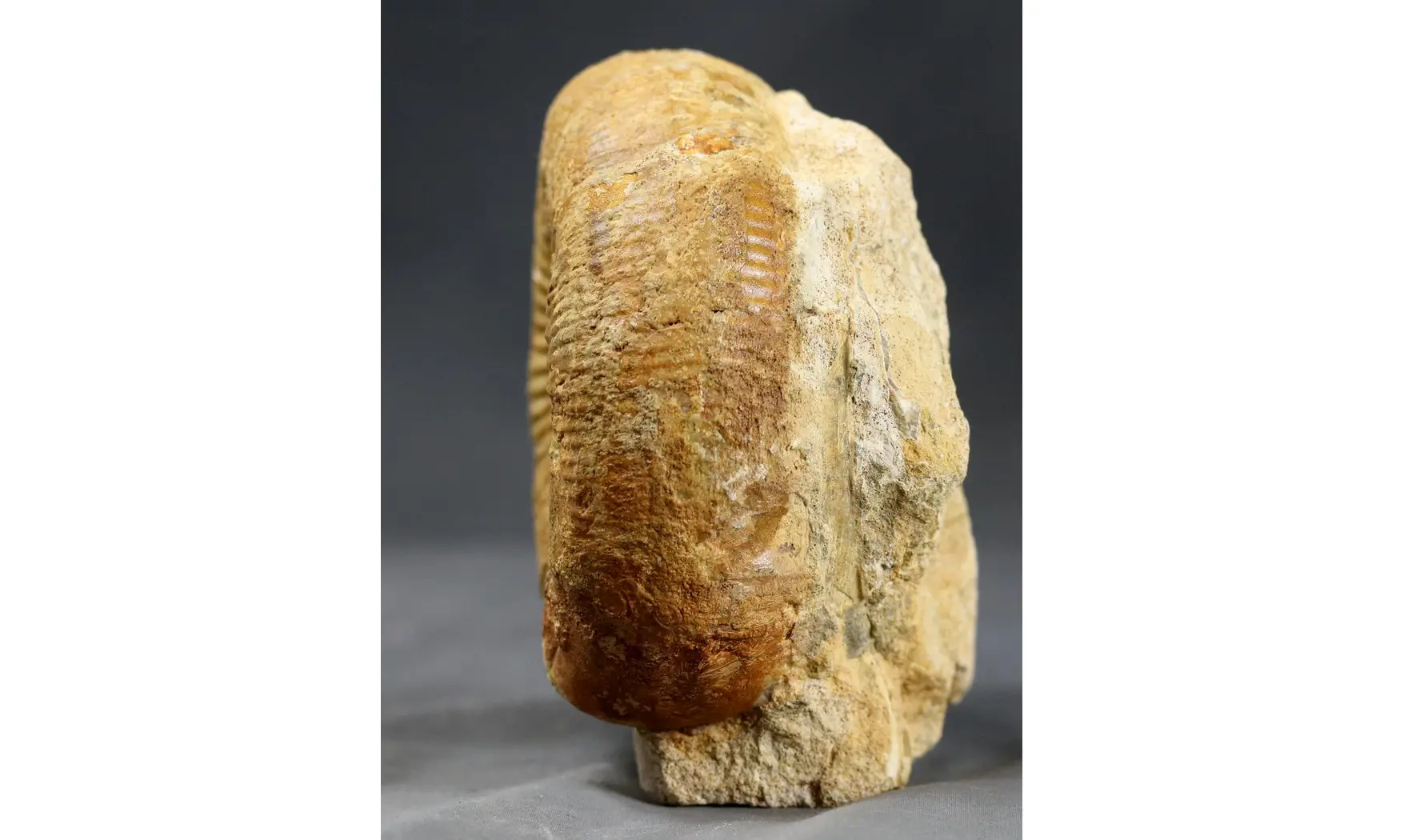 Stephanoceras scalare