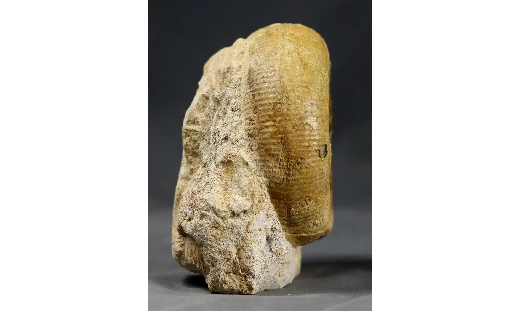 Stephanoceras scalare