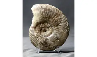 Haugia variabilis