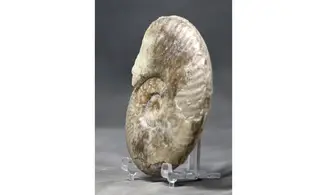 Haugia variabilis