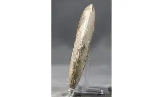 Haugia variabilis