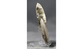 Haugia variabilis