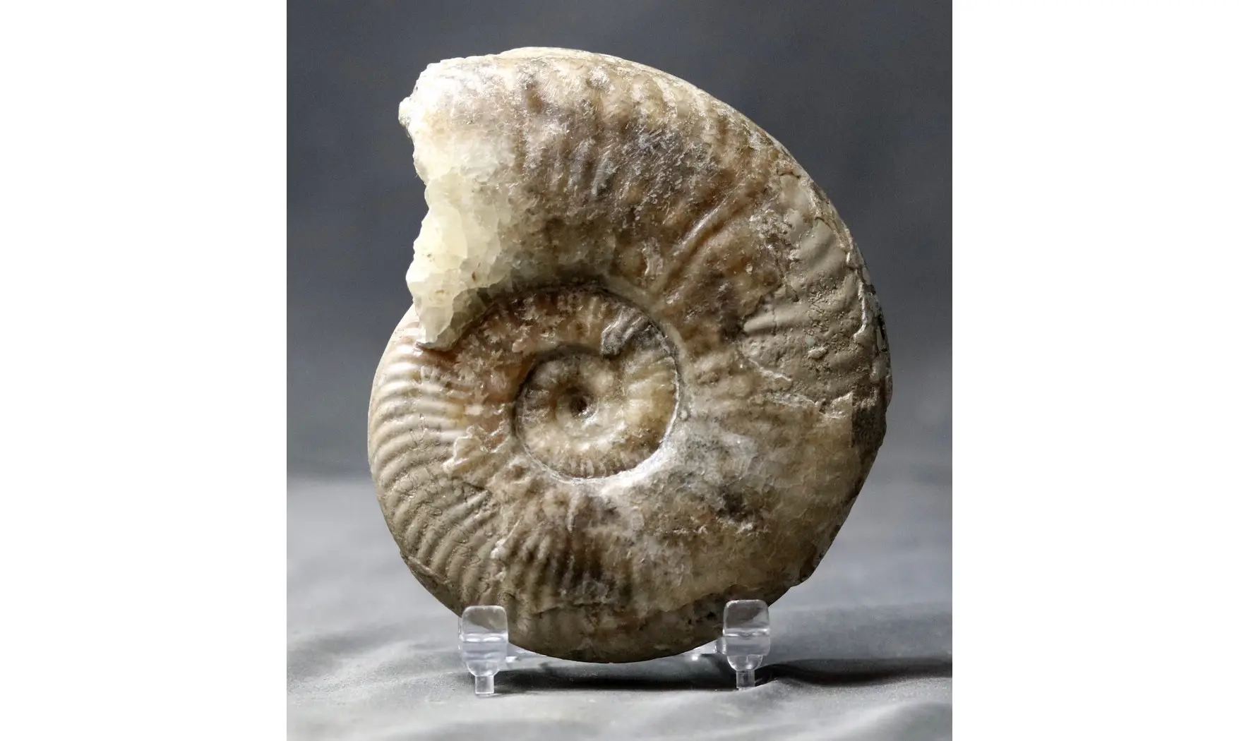 Haugia variabilis