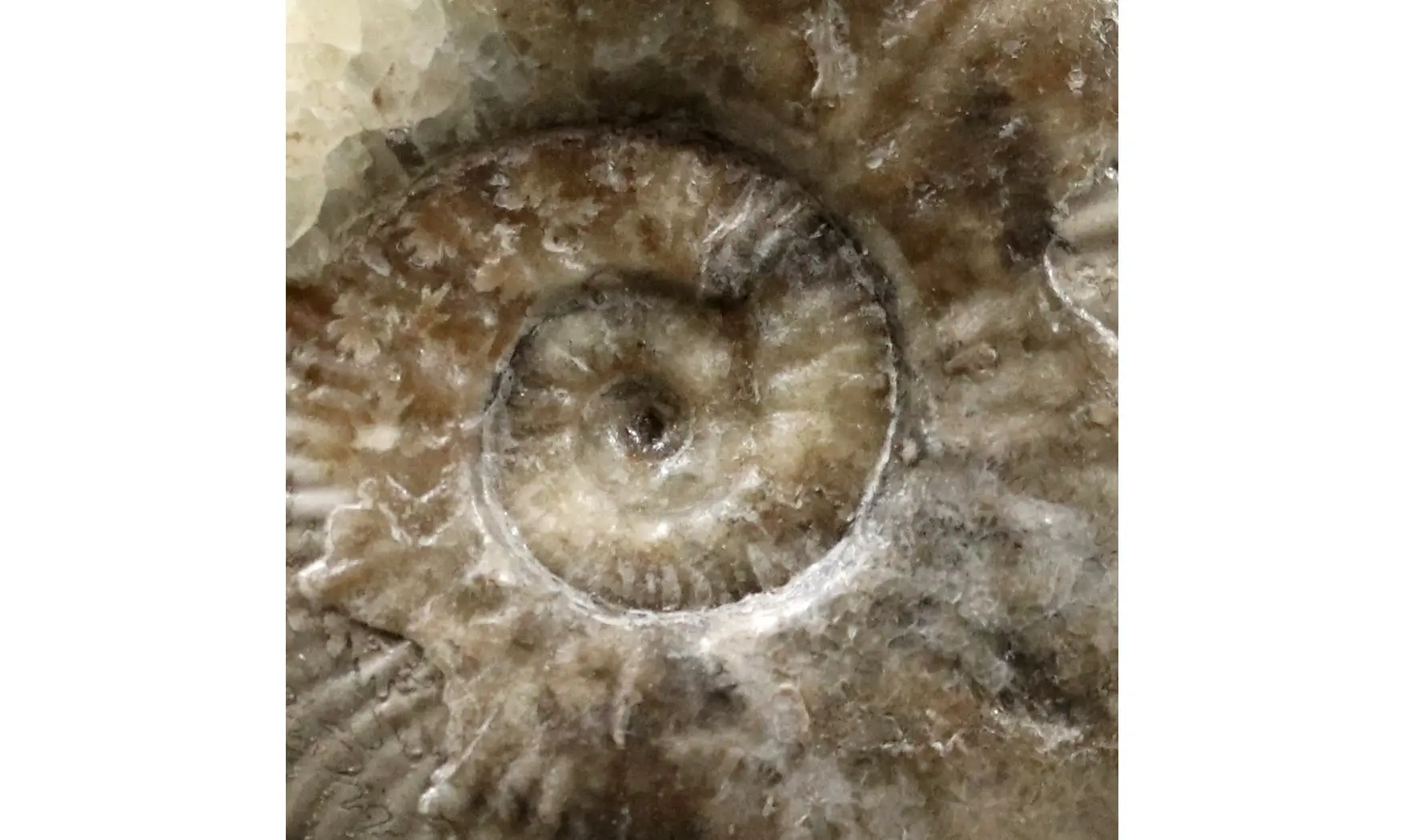 Haugia variabilis