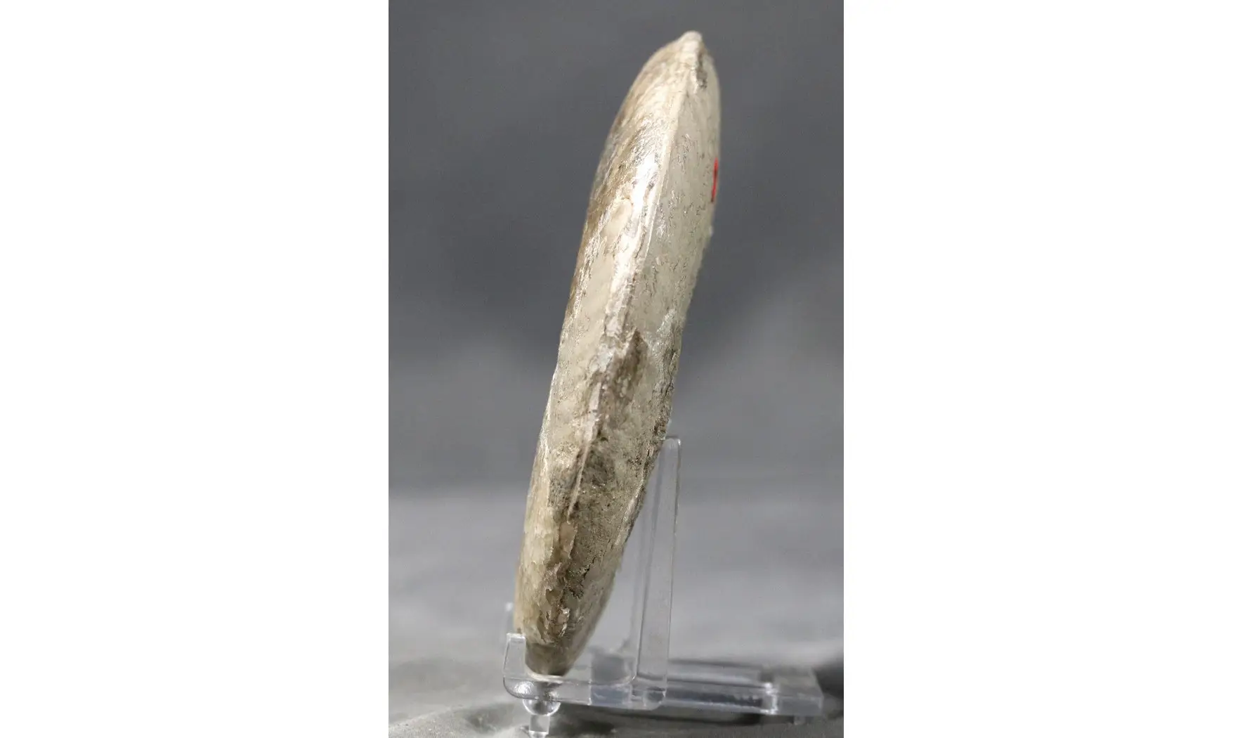 Haugia variabilis