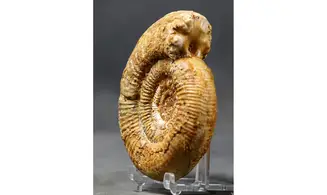 Prorsisphinctes pseudomartinsi
