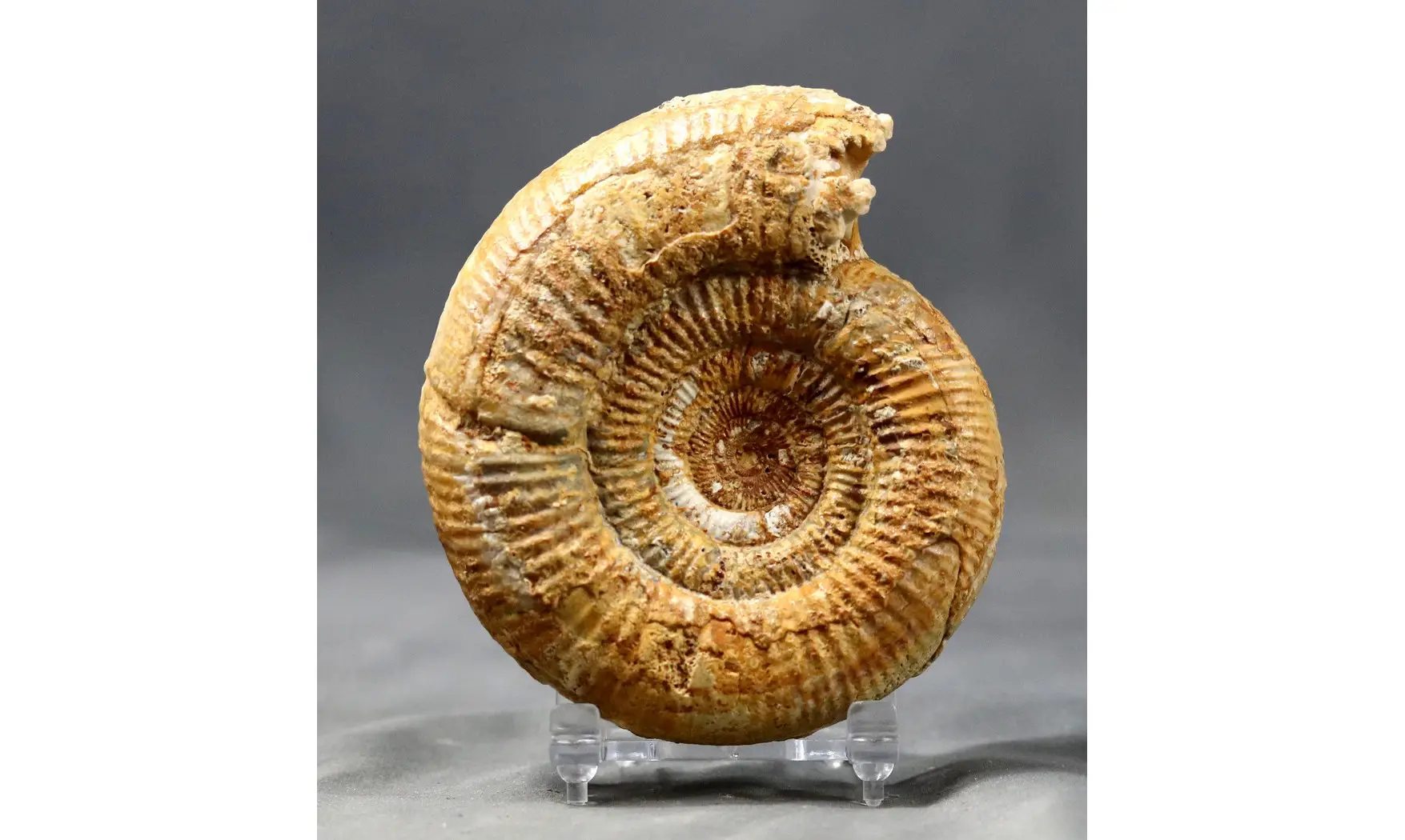 Prorsisphinctes pseudomartinsi