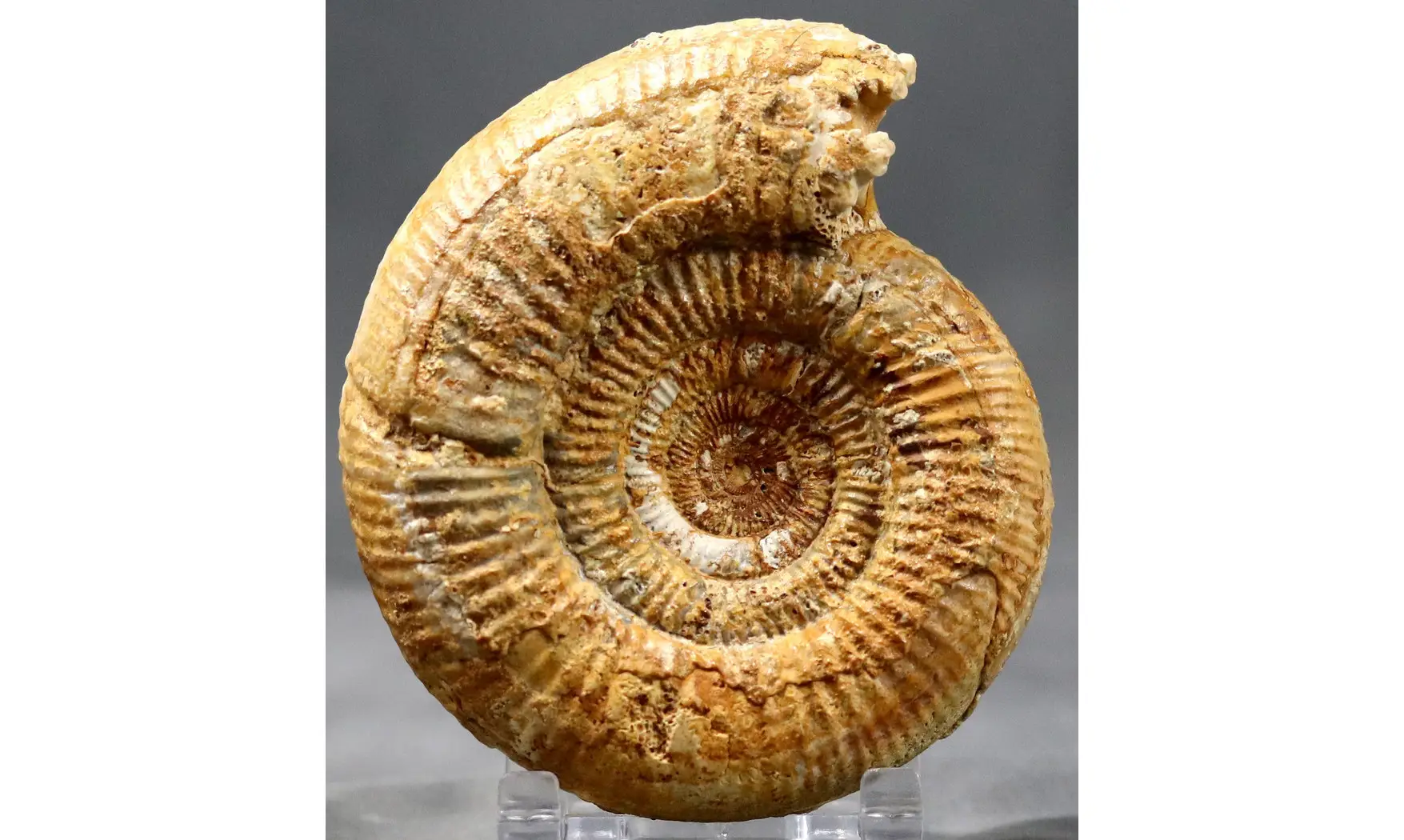Prorsisphinctes pseudomartinsi