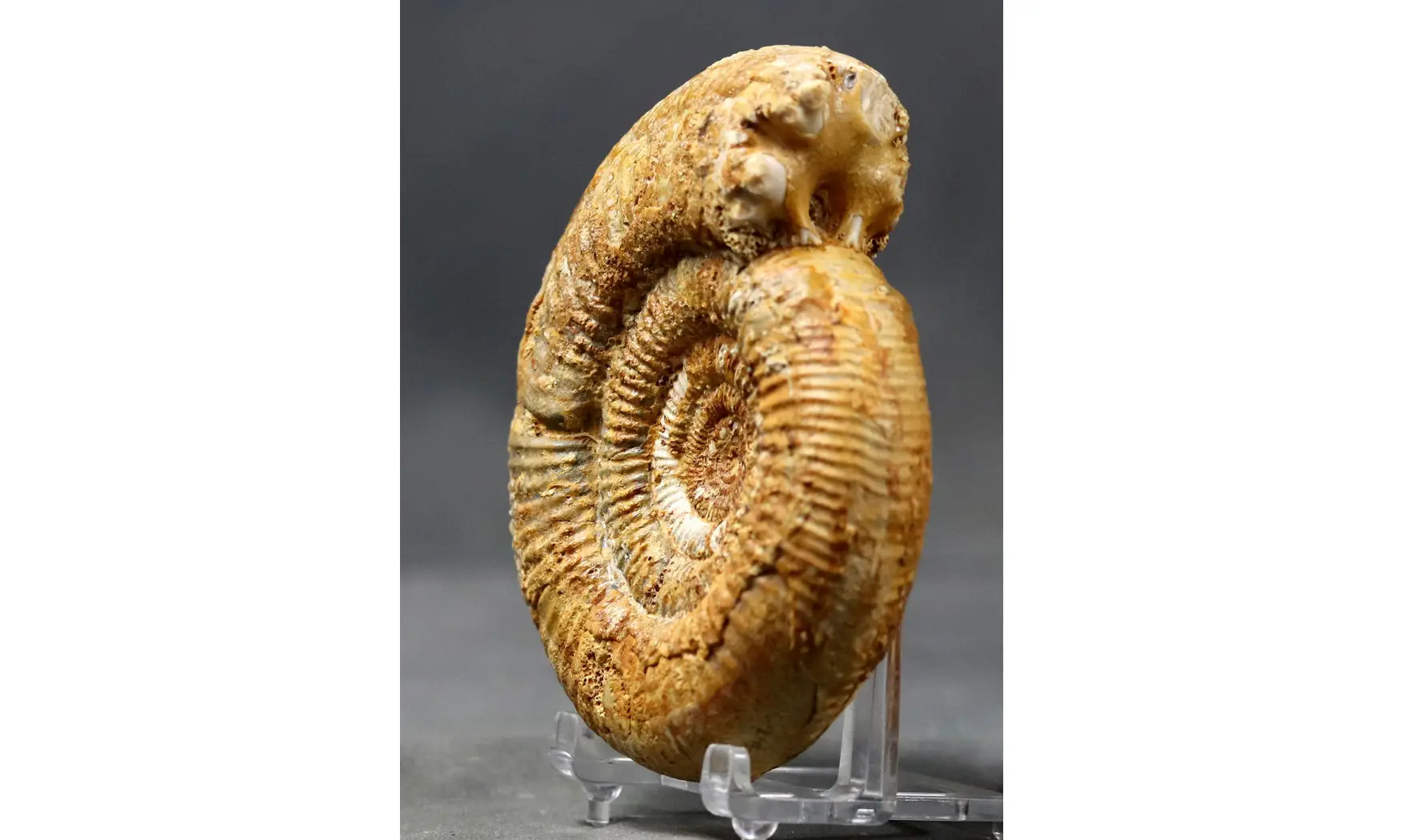 Prorsisphinctes pseudomartinsi