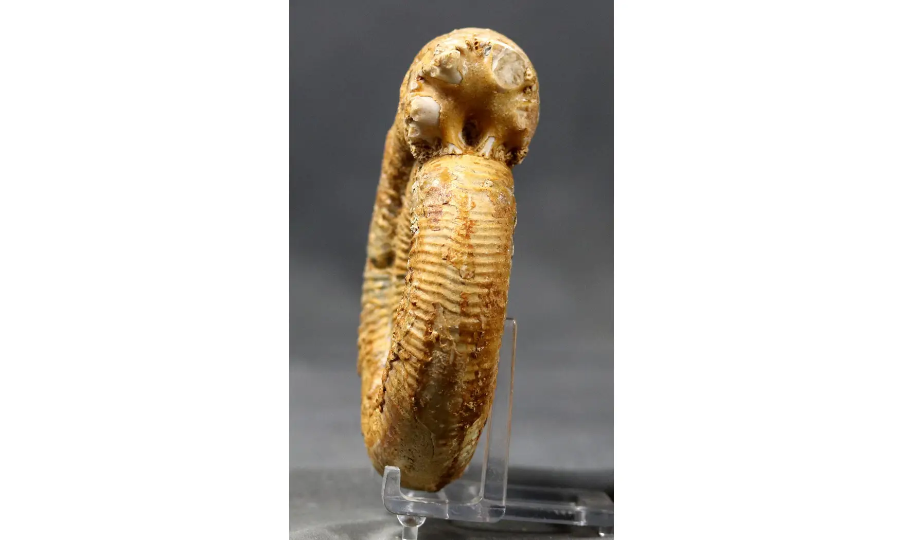 Prorsisphinctes pseudomartinsi