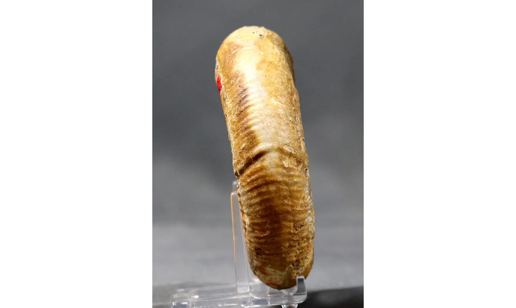 Prorsisphinctes pseudomartinsi