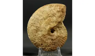 Strigoceras septicarinatum