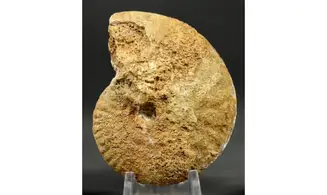 Strigoceras septicarinatum