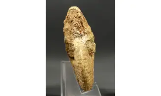 Strigoceras septicarinatum