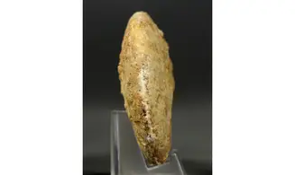Strigoceras septicarinatum