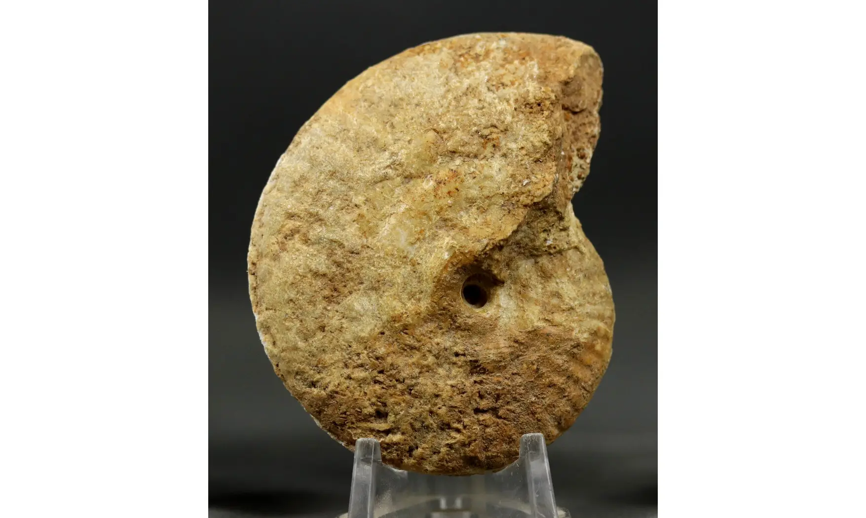 Strigoceras septicarinatum