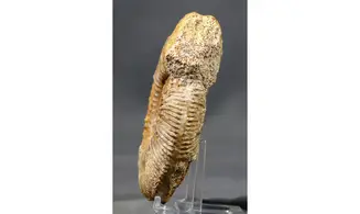 Paragarantiana longidoides