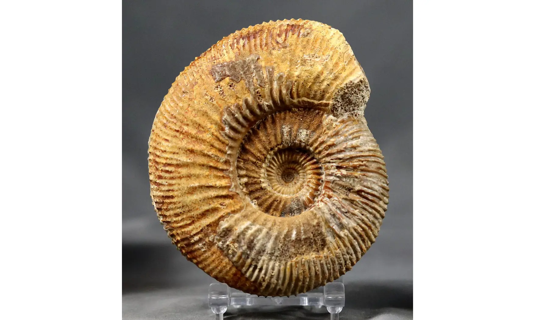 Paragarantiana longidoides