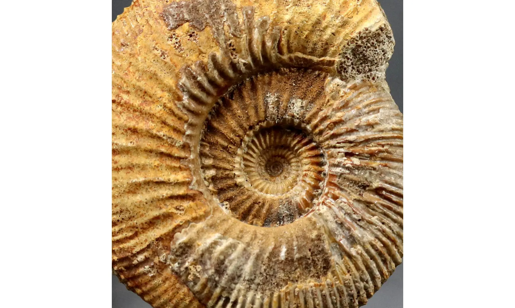 Paragarantiana longidoides