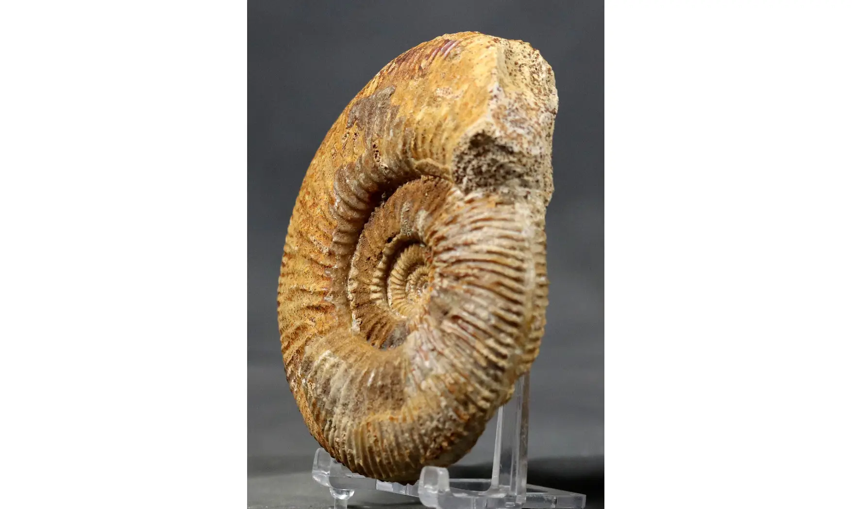 Paragarantiana longidoides