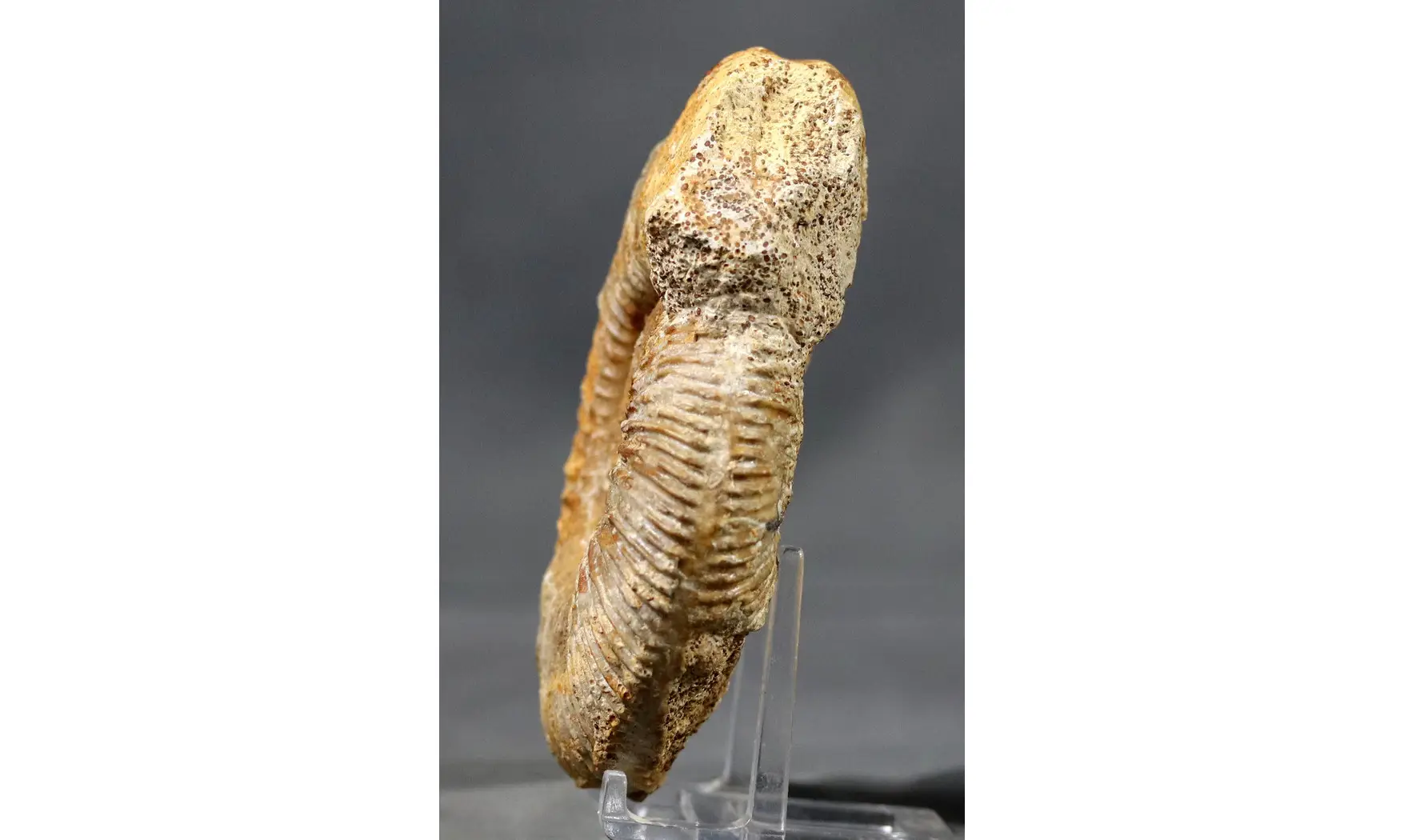 Paragarantiana longidoides