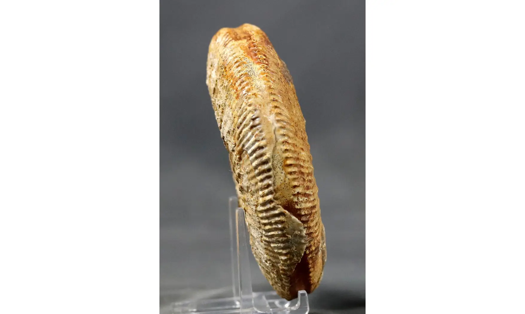 Paragarantiana longidoides