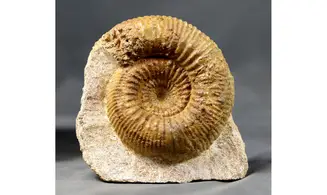 Stephanoceras umbilicum