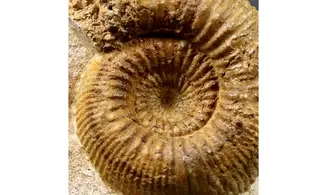 Stephanoceras umbilicum