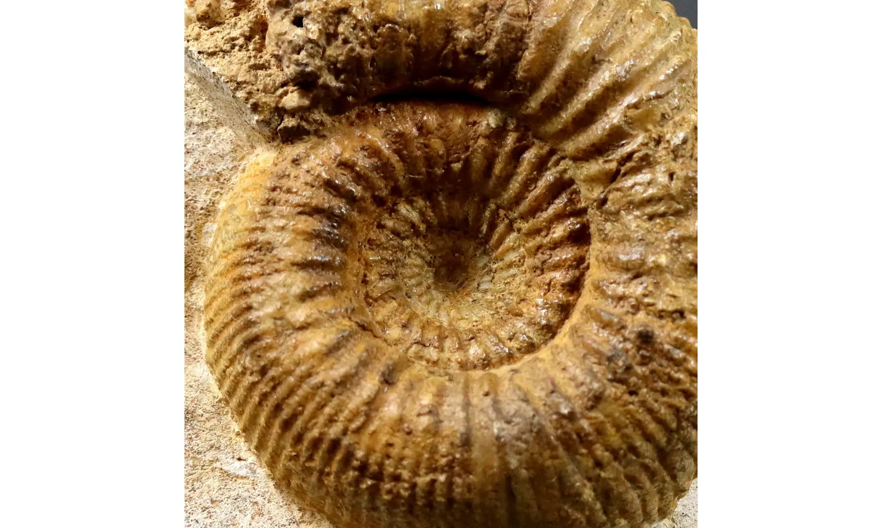 Stephanoceras umbilicum