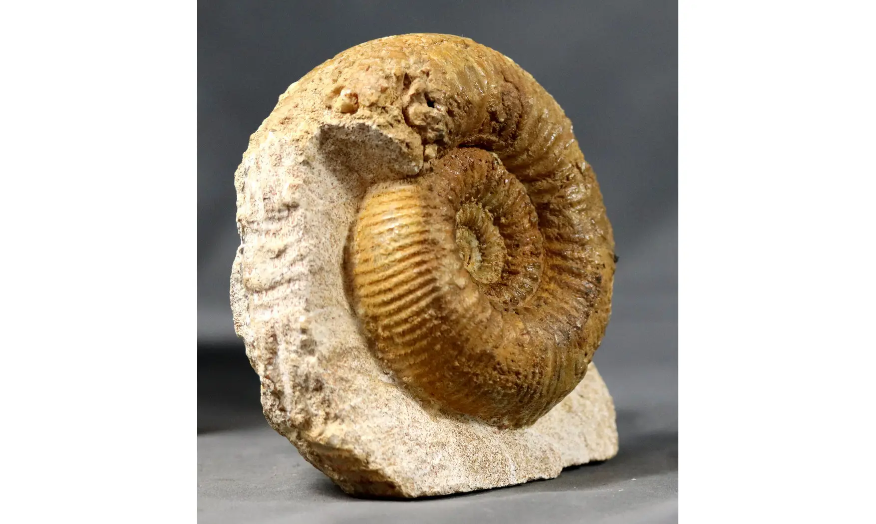 Stephanoceras umbilicum