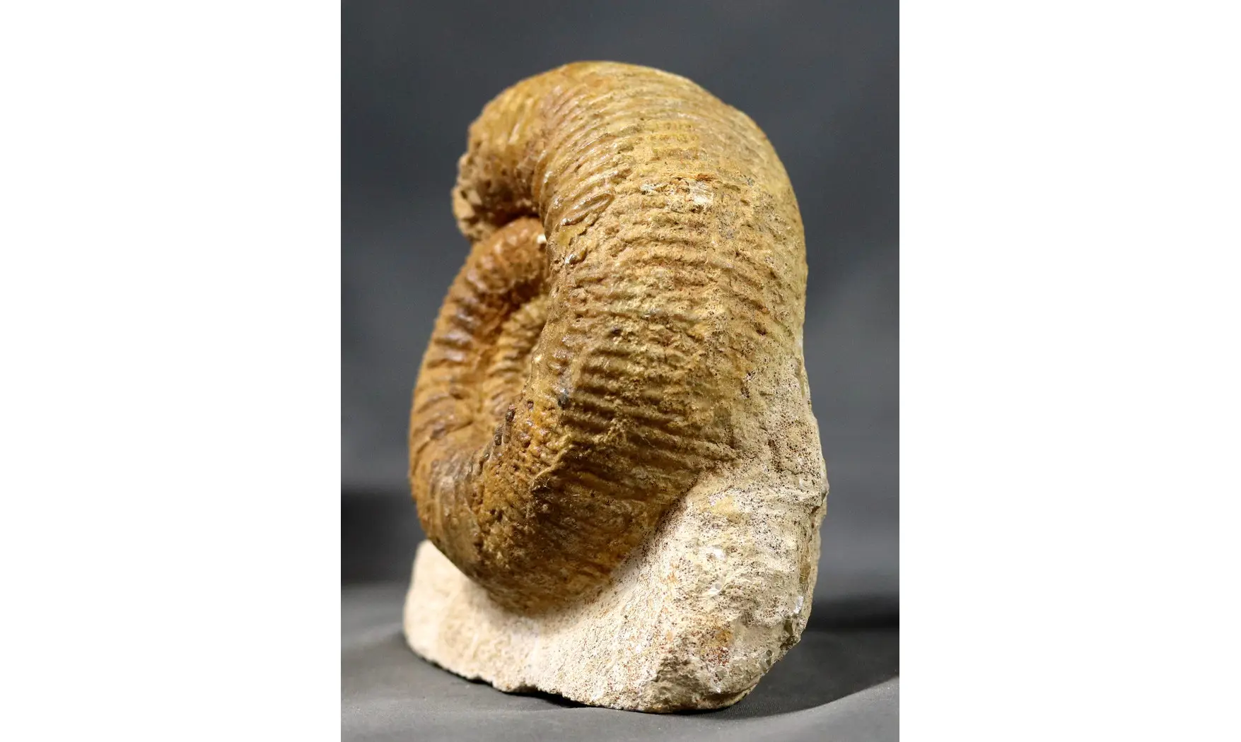 Stephanoceras umbilicum
