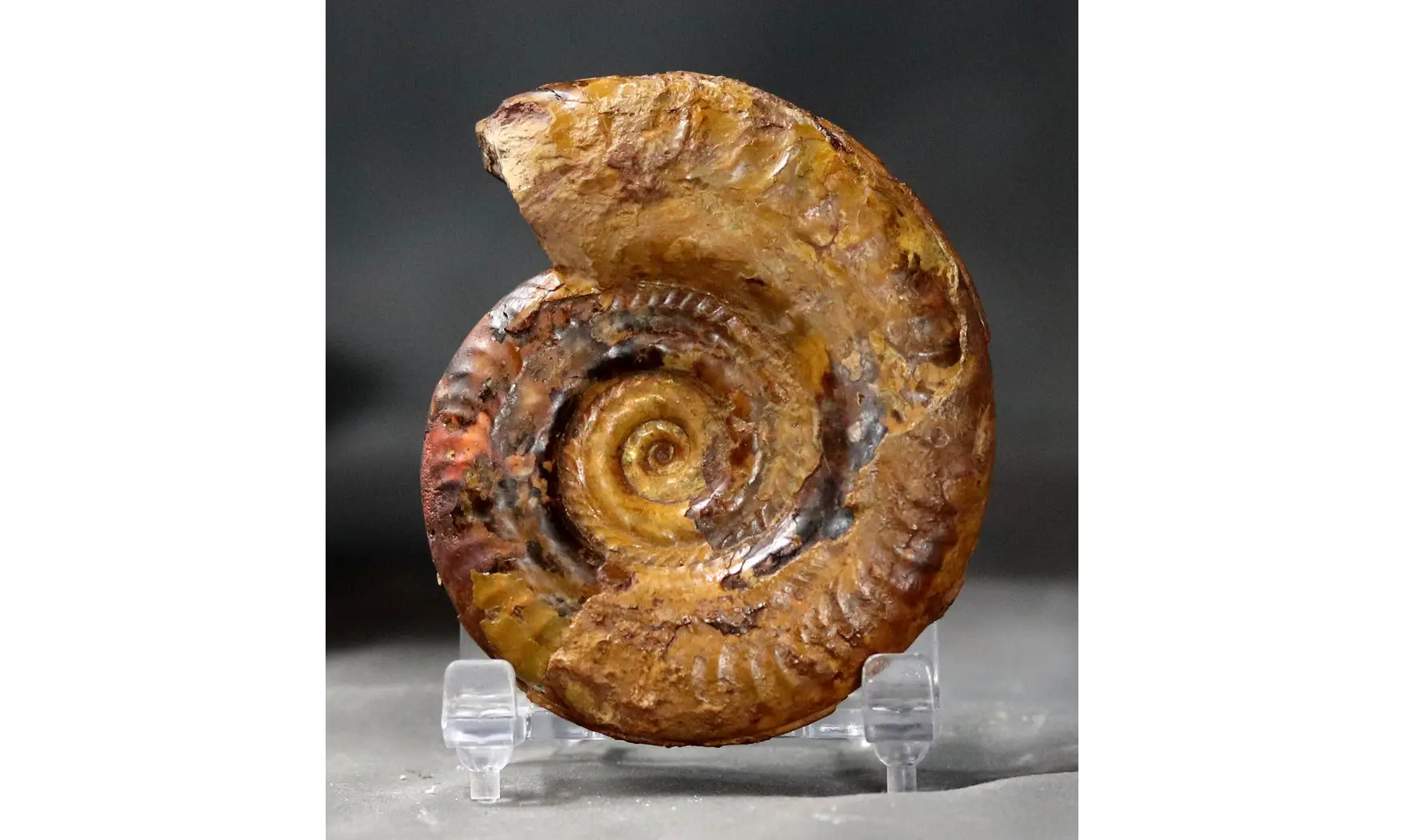 Hildoceras bifrons