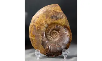 Pleydellia paucicostata