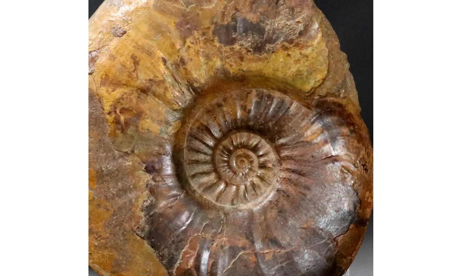 Pleydellia paucicostata