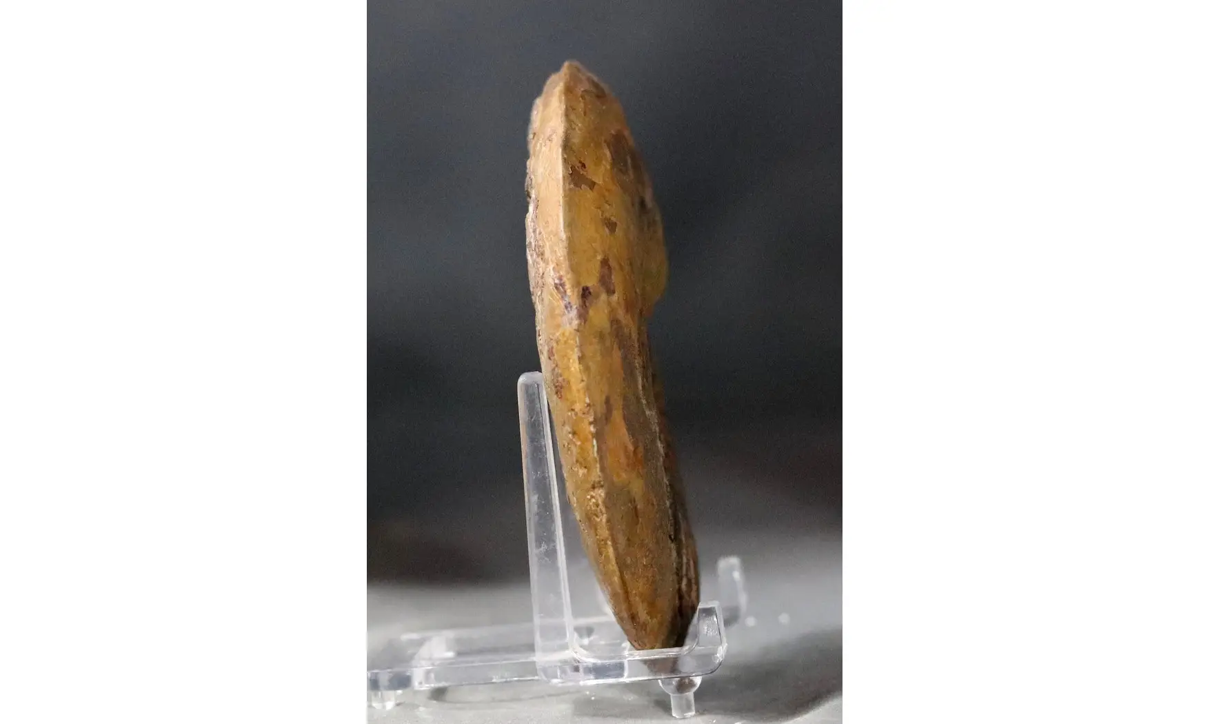 Pleydellia paucicostata