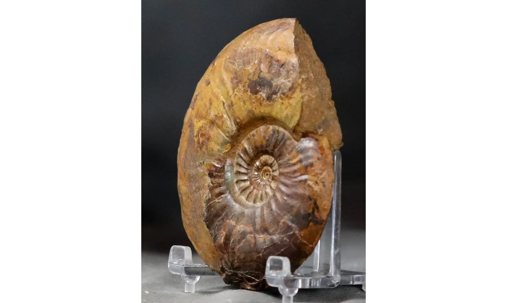 Pleydellia paucicostata