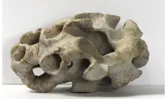 Plocoscyphia meandrina