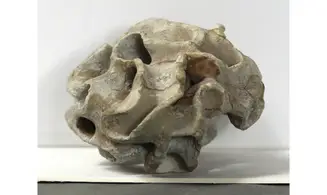 Plocoscyphia meandrina