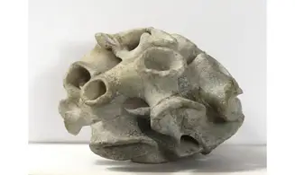 Plocoscyphia meandrina