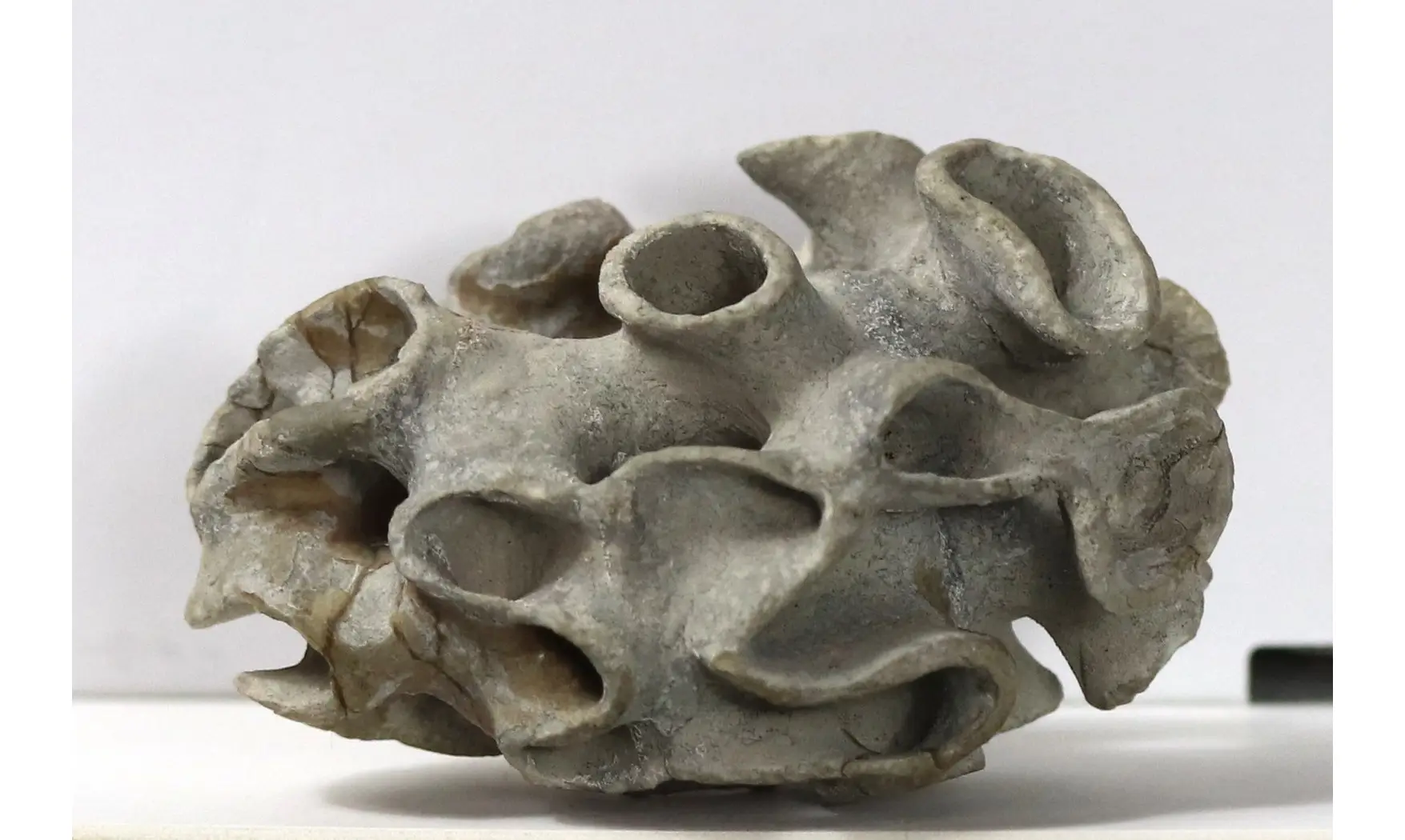 Plocoscyphia meandrina