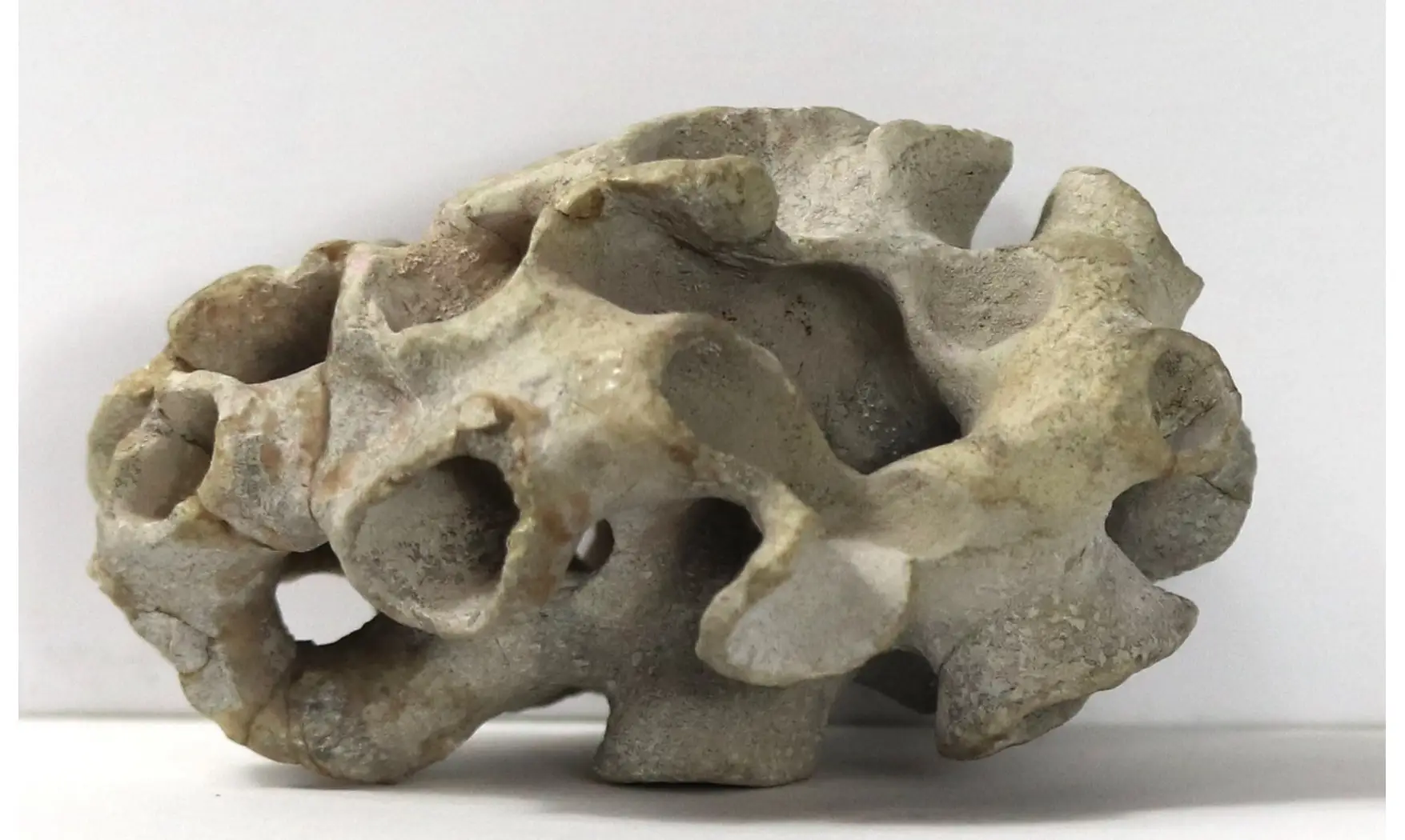 Plocoscyphia meandrina