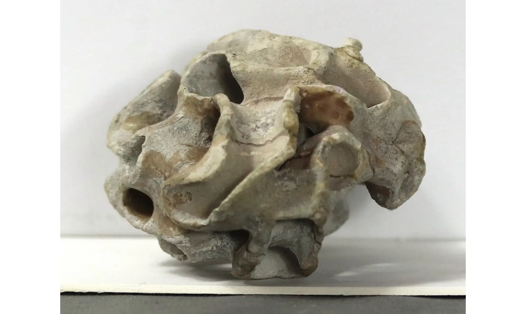 Plocoscyphia meandrina