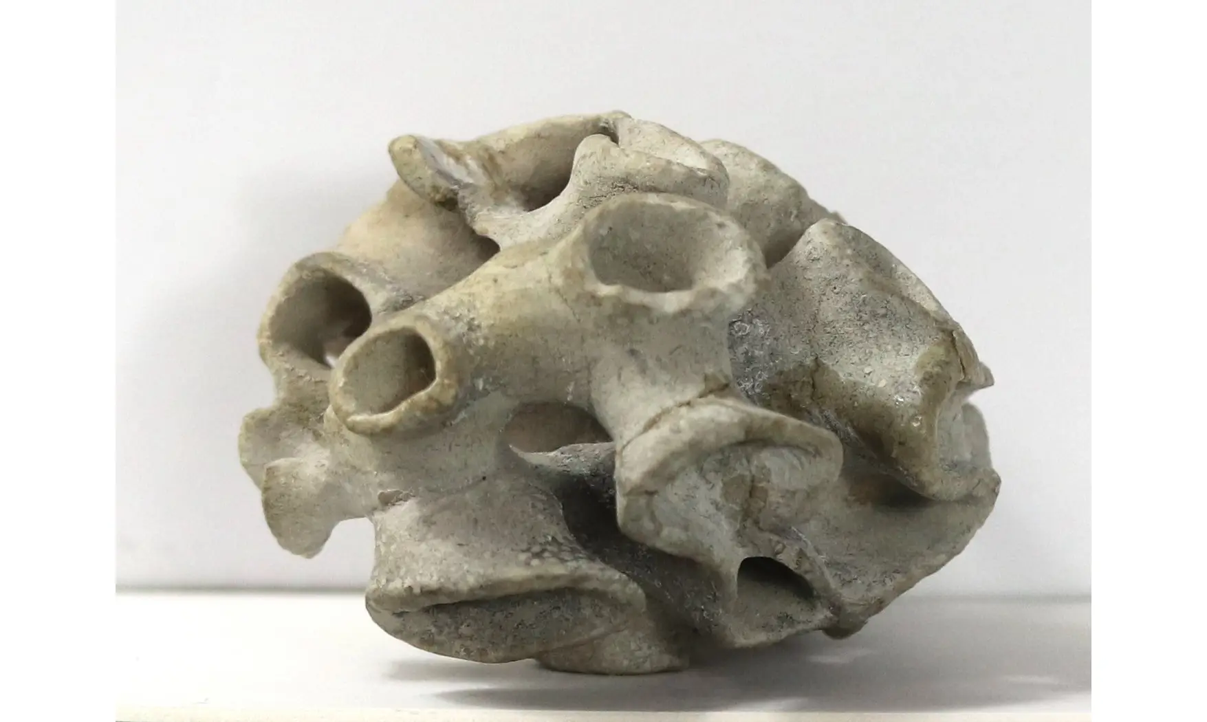 Plocoscyphia meandrina