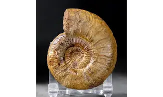 Dumotiera arenaria