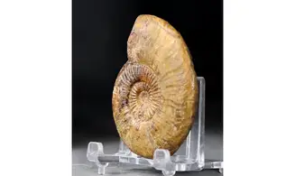 Dumotiera arenaria