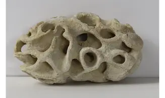 Plocoscyphia meandrina