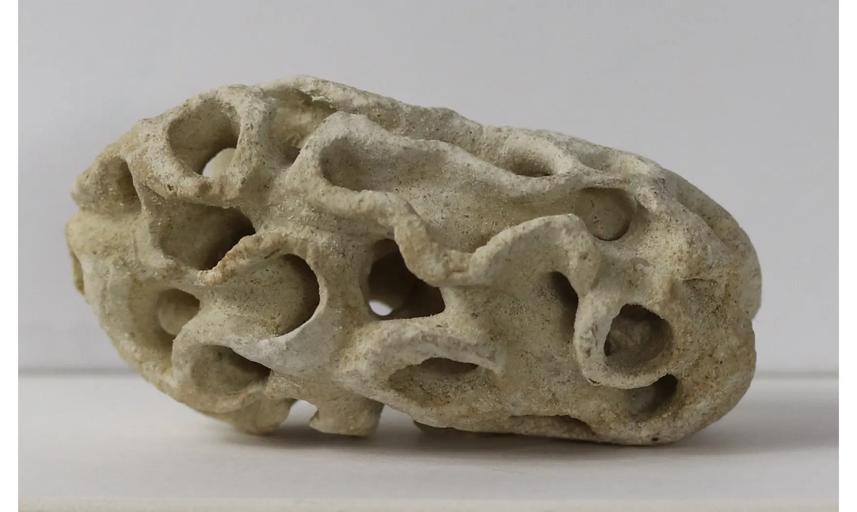 Plocoscyphia meandrina