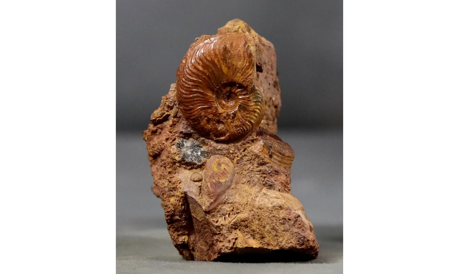 Pleydellia misera
