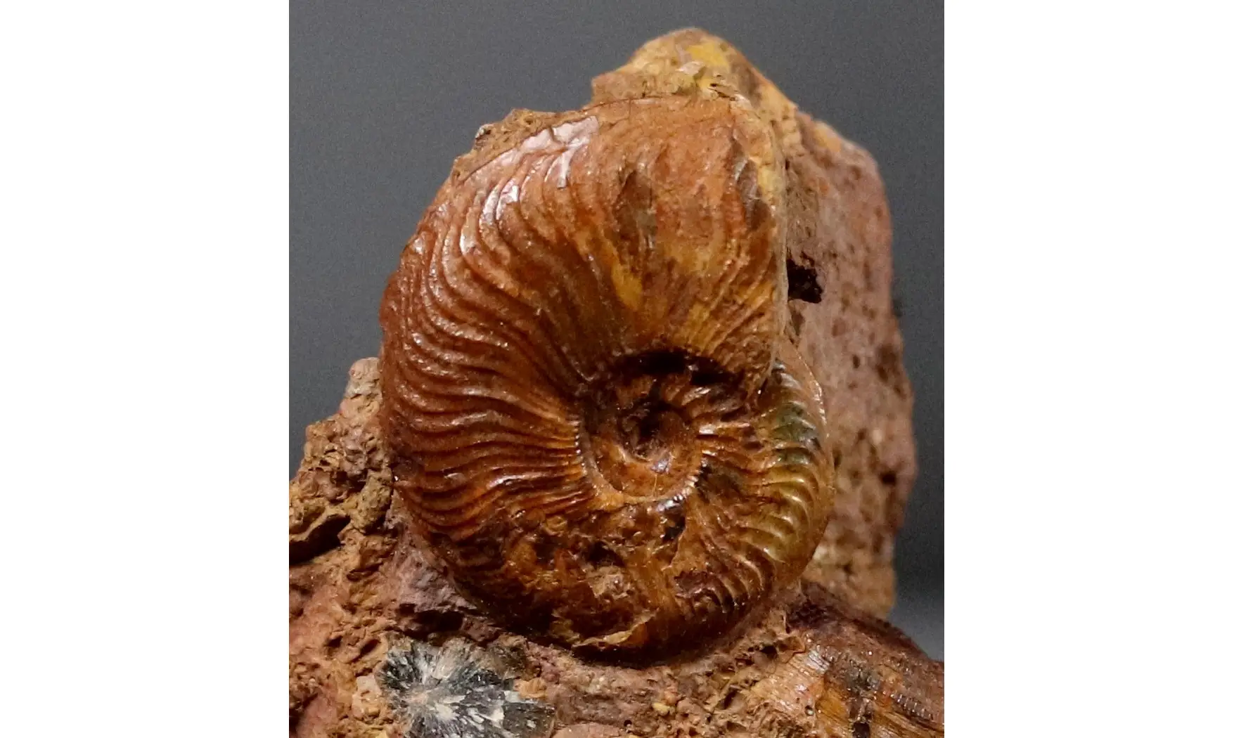 Pleydellia misera