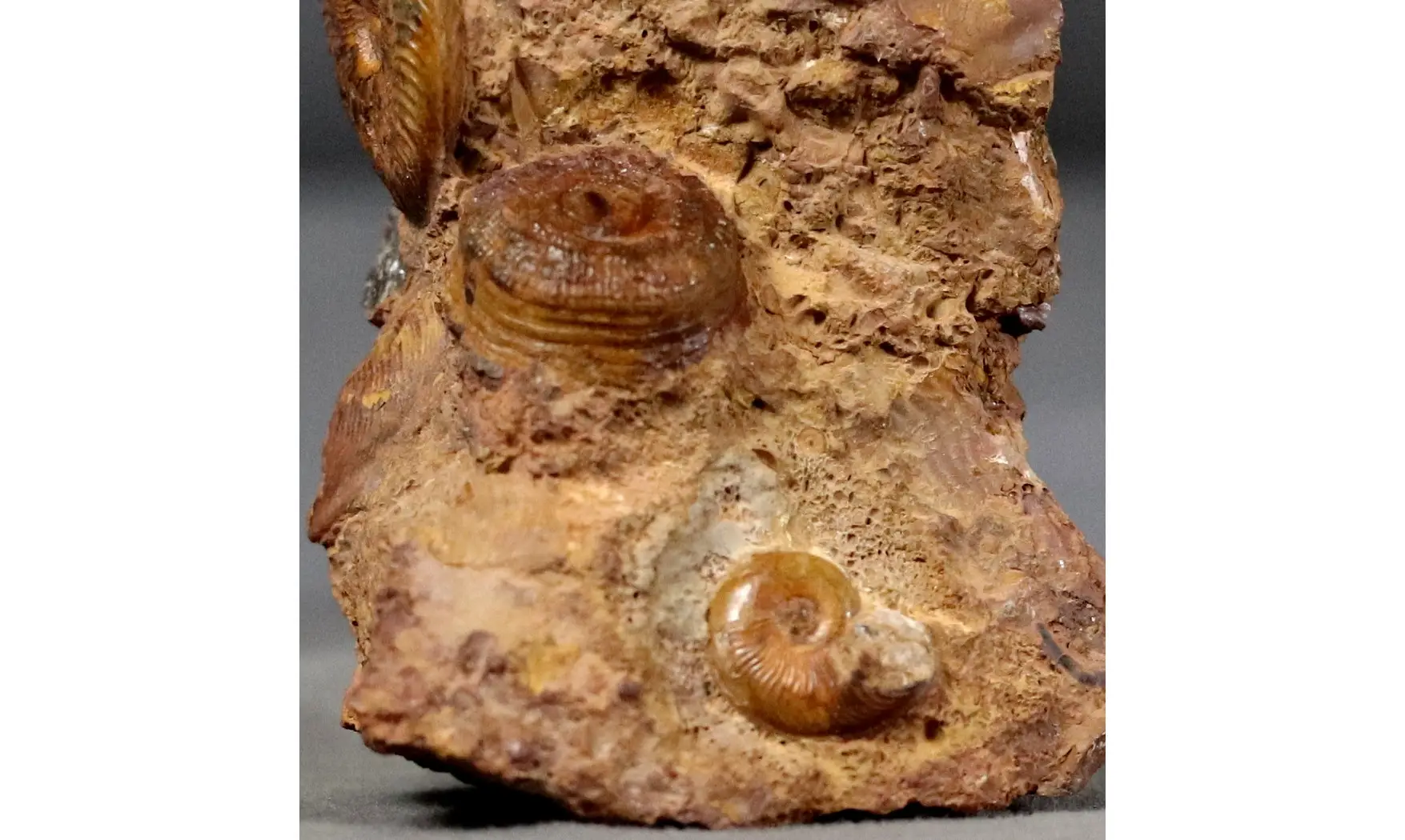 Pleydellia misera